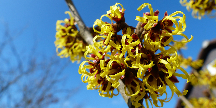 Hamamelis beneficios para pele